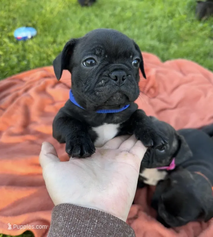 Jett – Boston Terrier, French Bulldog puppy for sale in Galion, OH