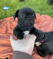 Jett, a male Boston Terrier and French Bulldog for sale in Galion, OH – 1 of 10