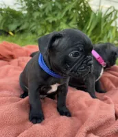 Jett, a male Boston Terrier and French Bulldog for sale in Galion, OH – 2 of 10