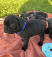 Jett, a male Boston Terrier and French Bulldog for sale in Galion, OH – 7 of 10