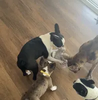 Dottie AKC , a female Boston Terrier for sale in Galion, OH – 4 of 8