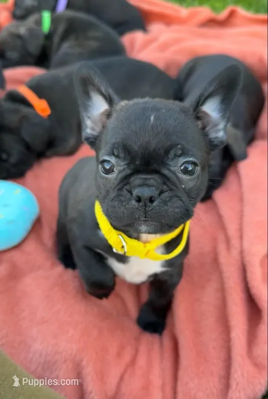 Lola – Frenchton puppy for sale in Galion, OH
