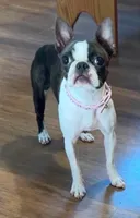 Spayed 11lb adult F , a female Boston Terrier for sale in Galion, OH – 4 of 8