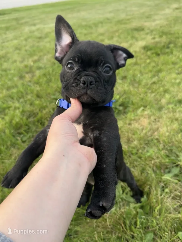 Jett – Boston Terrier, French Bulldog puppy for sale in Galion, OH