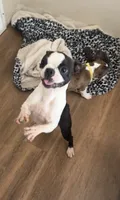 Dottie AKC , a female Boston Terrier for sale in Galion, OH – 3 of 8