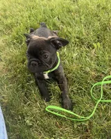 Zeke, a male Boston Terrier and French Bulldog for sale in Galion, OH – 7 of 10
