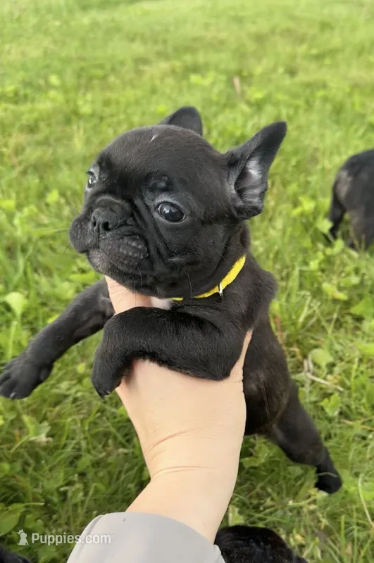 Lola – Frenchton puppy for sale in Galion, OH