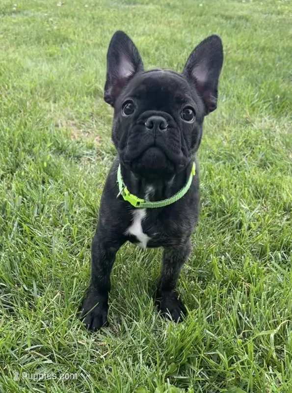 Zeke – Frenchton puppy for sale in Galion, OH