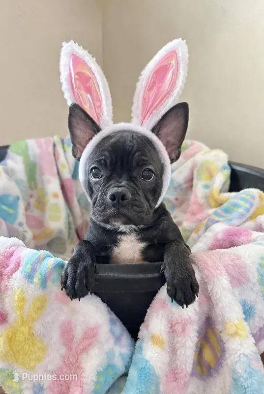 Marcie Frenchton – Boston Terrier, Frenchton puppy for sale in Galion, OH