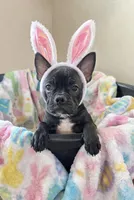 Marcie Frenchton, a female Boston Terrier and Frenchton for sale in Galion, OH – Photo 1 of 10