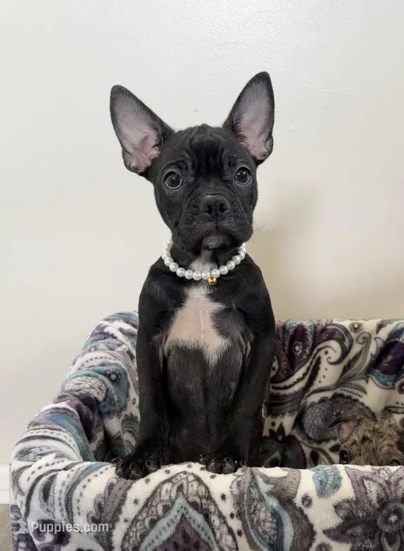 Marcie Frenchton – Boston Terrier, Frenchton puppy for sale in Galion, OH