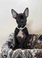 Marcie Frenchton, a female Boston Terrier and Frenchton for sale in Galion, OH – Photo 1 of 9