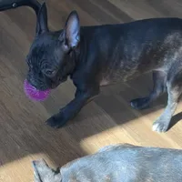 Marcie Frenchton, a female Boston Terrier and Frenchton for sale in Galion, OH – Photo 4 of 9