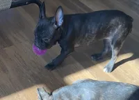 Marcie Frenchton, a female Boston Terrier and Frenchton for sale in Galion, OH – Photo 5 of 9