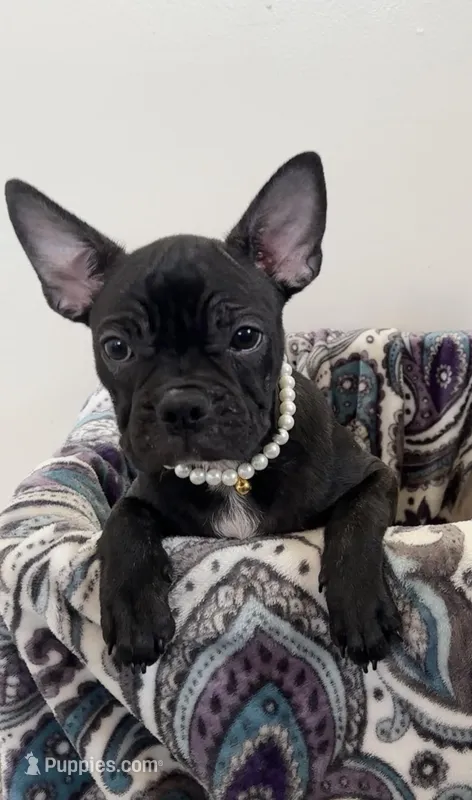 Marcie Frenchton – Boston Terrier, Frenchton puppy for sale in Galion, OH