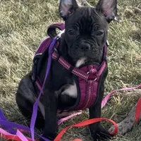 Marcie Frenchton, a female Boston Terrier and Frenchton for sale in Galion, OH – Photo 7 of 9