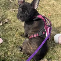Marcie Frenchton, a female Boston Terrier and Frenchton for sale in Galion, OH – Photo 8 of 9