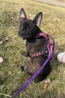Marcie Frenchton, a female Boston Terrier and Frenchton for sale in Galion, OH – Photo 2 of 9