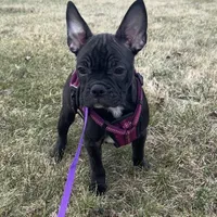 Marcie Frenchton, a female Boston Terrier and Frenchton for sale in Galion, OH – Photo 6 of 9