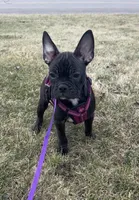 Marcie Frenchton, a female Boston Terrier and Frenchton for sale in Galion, OH – Photo 3 of 9