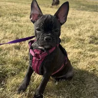Marcie Frenchton, a female Boston Terrier and Frenchton for sale in Galion, OH – Photo 9 of 9