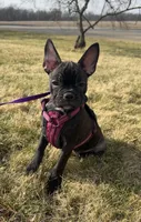 Marcie Frenchton, a female Boston Terrier and Frenchton for sale in Galion, OH – Photo 1 of 9