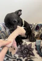 Marcie Frenchton, a female Boston Terrier and Frenchton for sale in Galion, OH – Photo 5 of 9