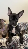 Marcie Frenchton, a female Boston Terrier and Frenchton for sale in Galion, OH – Photo 3 of 9