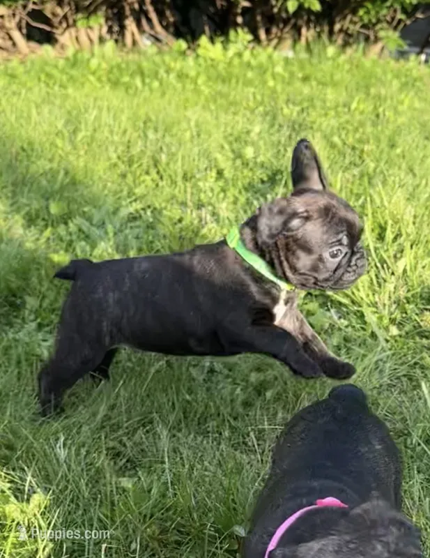 Zeke – Boston Terrier, French Bulldog puppy for sale in Galion, OH