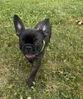 Zeke, a male Boston Terrier and French Bulldog for sale in Galion, OH – 5 of 10