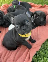 Lola, a female Frenchton for sale in Galion, OH – 3 of 10