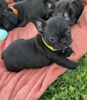 Lola, a female Frenchton for sale in Galion, OH – 4 of 10