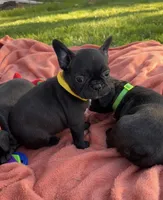 Lola, a female Frenchton for sale in Galion, OH – 6 of 10