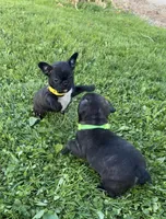 Lola, a female Frenchton for sale in Galion, OH – 9 of 10