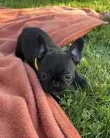 Lola, a female Frenchton for sale in Galion, OH – 2 of 10