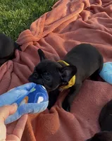 Lola, a female Frenchton for sale in Galion, OH – 8 of 10