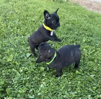 Lola, a female Frenchton for sale in Galion, OH – 10 of 10