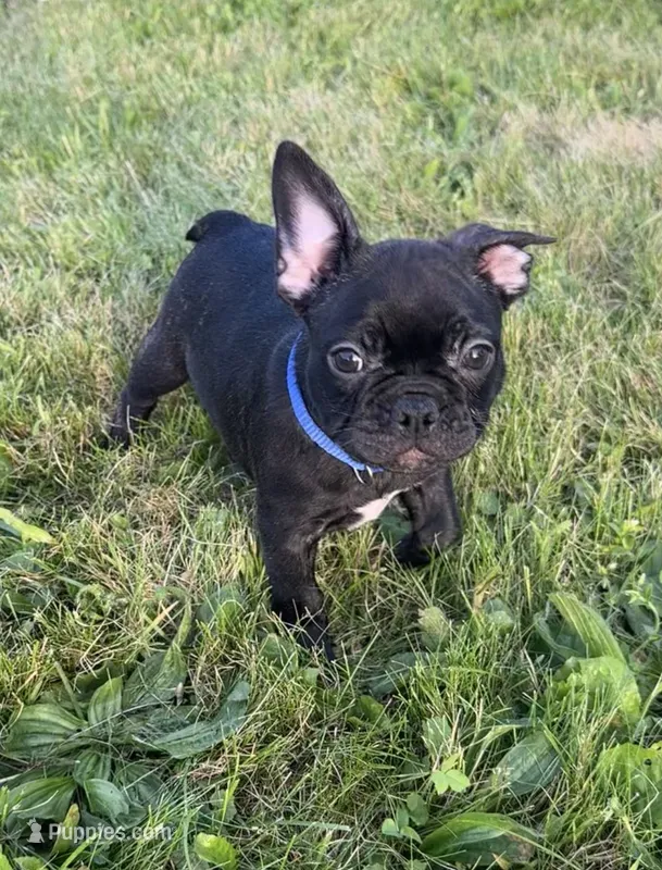 Jett – Boston Terrier, French Bulldog puppy for sale in Galion, OH