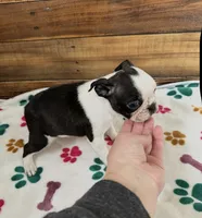 Annie - CH Lines , a female Boston Terrier for sale in Galion, OH – Photo 5 of 6