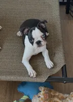 Annie - CH Lines , a female Boston Terrier for sale in Galion, OH – Photo 1 of 6