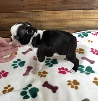 Annie - CH Lines , a female Boston Terrier for sale in Galion, OH – Photo 4 of 6