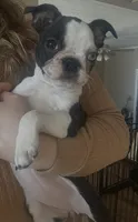 Annie - CH Lines , a female Boston Terrier for sale in Galion, OH – Photo 2 of 6