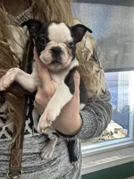 Annie - CH Lines , a female Boston Terrier for sale in Galion, OH – Photo 3 of 6