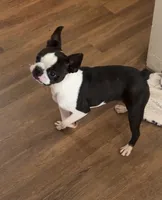 Dottie AKC , a female Boston Terrier for sale in Galion, OH – 2 of 8