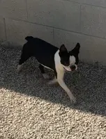 Dottie AKC , a female Boston Terrier for sale in Galion, OH – 5 of 8
