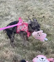 Patty Small Merle Frenchton, a female Frenchton for sale in Galion, OH – Photo 4 of 10
