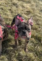 Patty Small Merle Frenchton, a female Frenchton for sale in Galion, OH – Photo 7 of 10