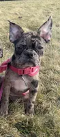 Patty Small Merle Frenchton, a female Frenchton for sale in Galion, OH – Photo 5 of 10