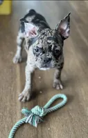 Patty Small Merle Frenchton, a female Frenchton for sale in Galion, OH – Photo 8 of 10