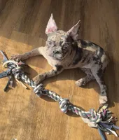 Patty Small Merle Frenchton, a female Frenchton for sale in Galion, OH – Photo 9 of 10